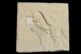 Cretaceous Fossil Shrimp - Lebanon #154564-1